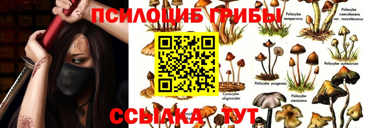 Псилоцибиновые грибы Cubensis Йошкар-Ола